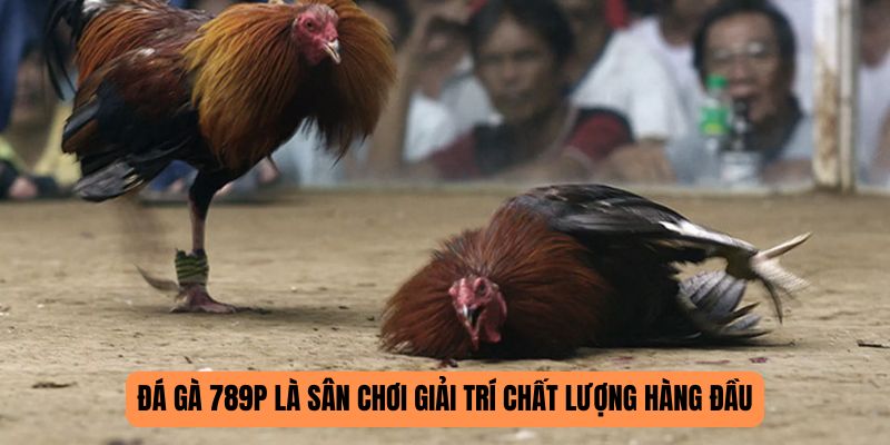 Chất lượng của đá gà 789P