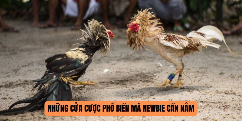 Cửa cược tại đá gà 789P