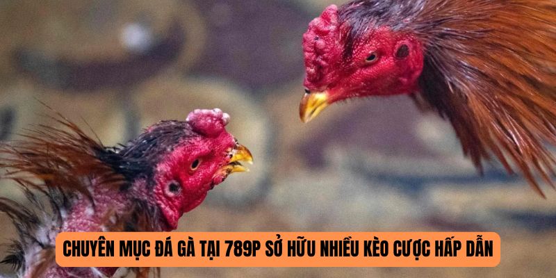 Các kèo cược đá gà 789P