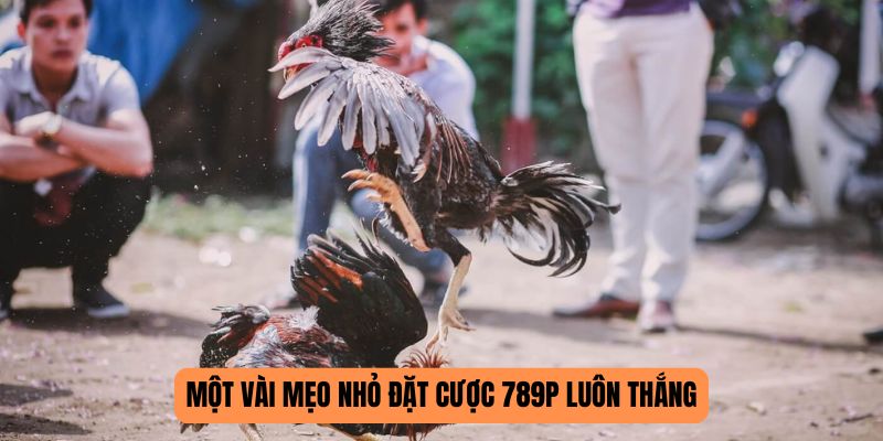 Kinh nghiệm chơi đá gà 789P