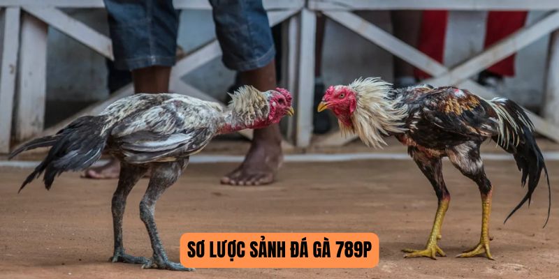 Sơ lược đá gà 789P